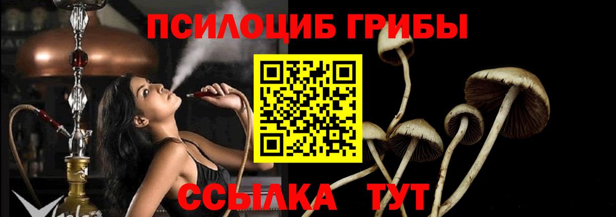 Галлюциногенные грибы Psilocybe Россия